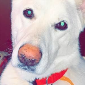 Meet your Posher, Dalton